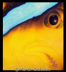 anenome fish by Martin Dalsaso 